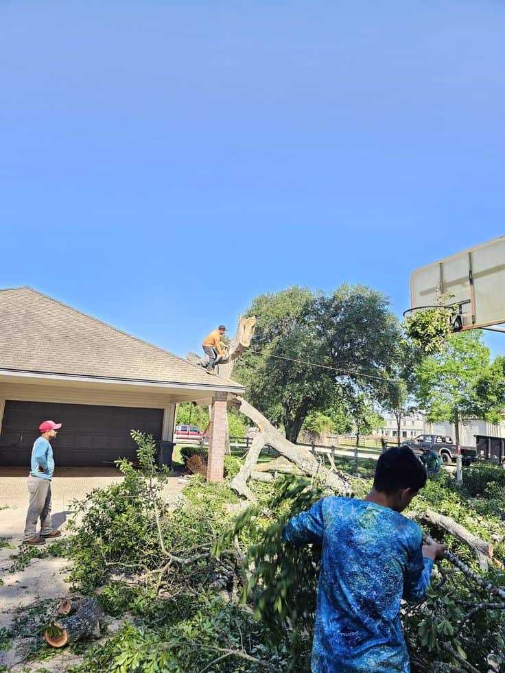 Jo'Se Tree Trimming & Lawn Care